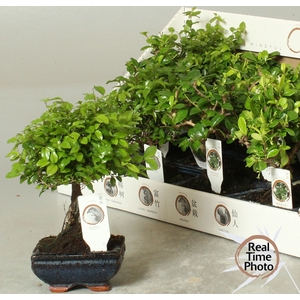 BONSAI GEM