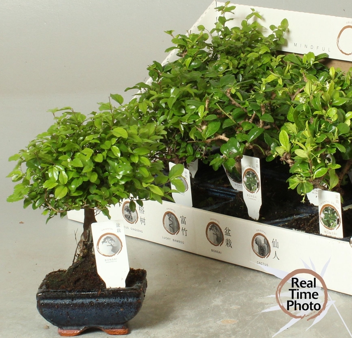 <h4>BONSAI GEM</h4>