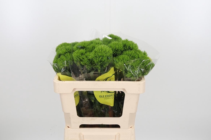 <h4>Di Barb Kiwi Mellow</h4>