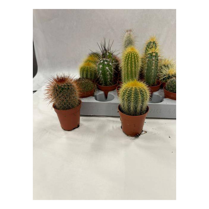 <h4>Cactus mix 5,5Ø 10cm</h4>