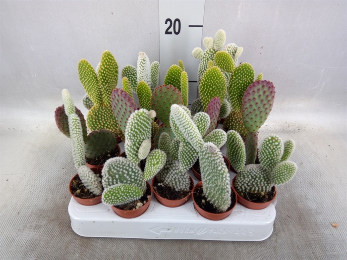 <h4>Opuntia microdasys</h4>