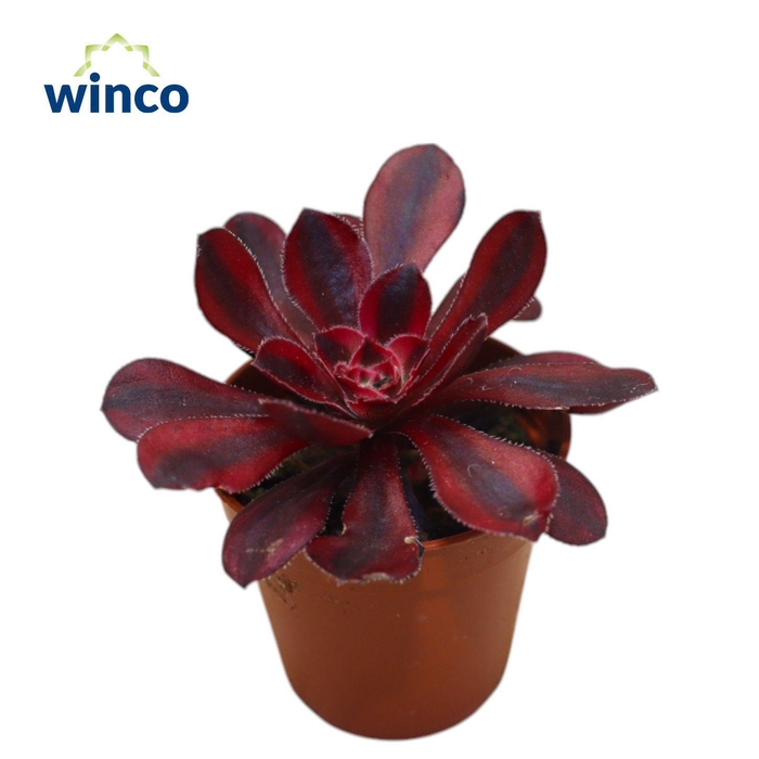 <h4>Aeonium Medusa</h4>