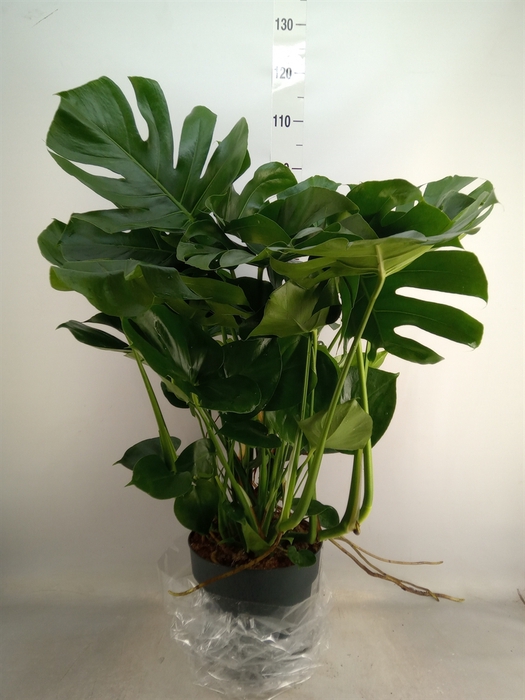 <h4>Monstera delic.</h4>