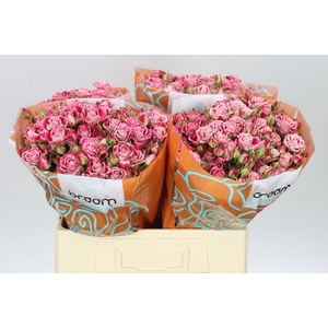 Rosa Tr Flinders Lane