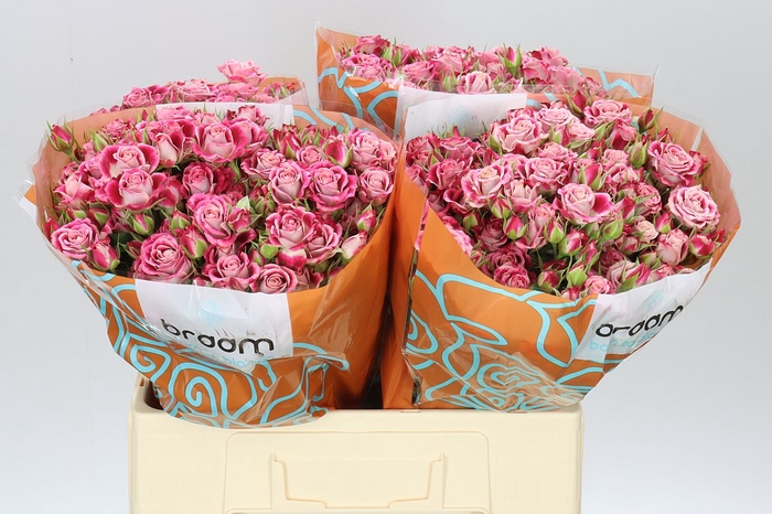 <h4>Rosa Tr Flinders Lane</h4>