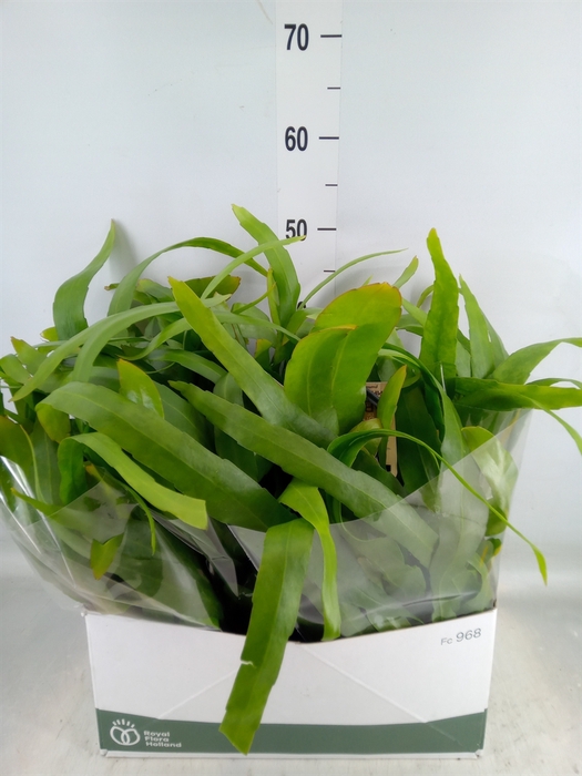 <h4>Epiphyllum   ...</h4>