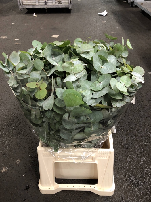 EUCALYPTUS CINEREA EUC CINEREA 80CM