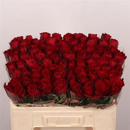 <h4>R Gr Madam Red</h4>