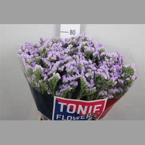 Lim S Tonie Lavender