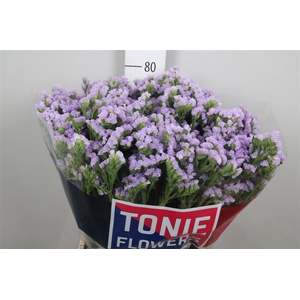Lim S Tonie Lavender