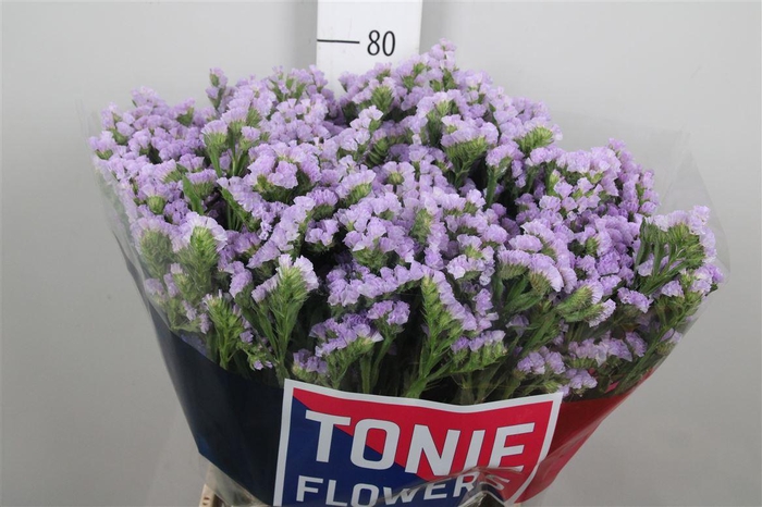 <h4>Lim S Tonie Lavender</h4>