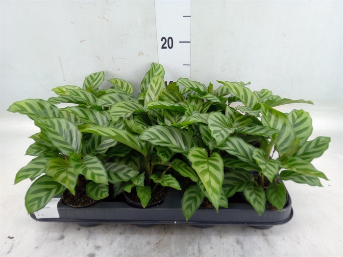 <h4>Calathea  'Freddie'</h4>