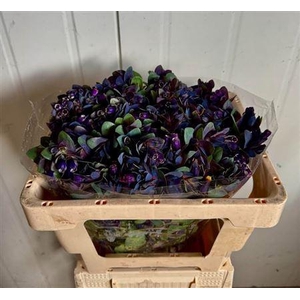 Cerinthe M Pride O G