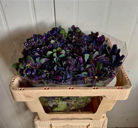 <h4>Cerinthe M Pride O G</h4>