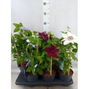 Clematis  'Boulevard'   ...mix