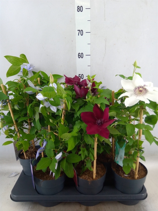 <h4>Clematis  'Boulevard'   ...mix</h4>