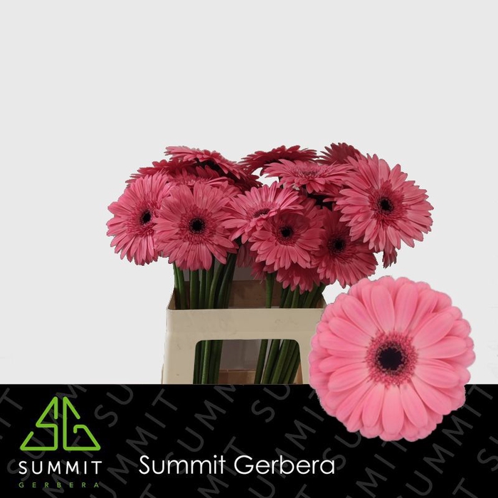 <h4>Gerbera Joyride Lang Gelijk 56cm Water x40</h4>