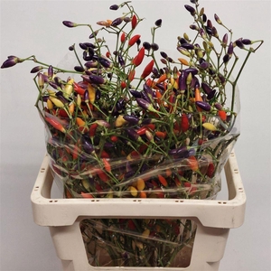 Capsicum Mixed