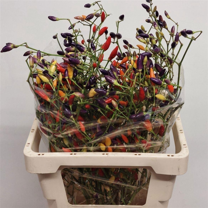 <h4>Capsicum Mixed</h4>