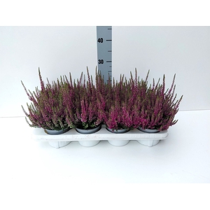 Calluna vulg. 'Beauty L Linda'