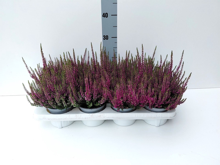<h4>Calluna vulg. 'Beauty L Linda'</h4>