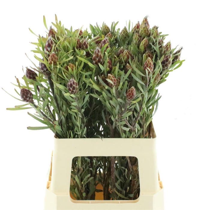 Leucad Plumosum Spray