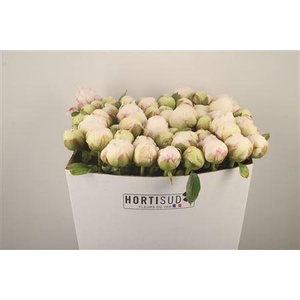 Paeo L Bowl Of Cream