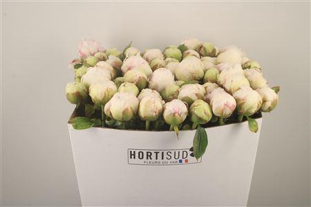 Paeo L Bowl Of Cream