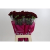 Dianthus St Zurigo