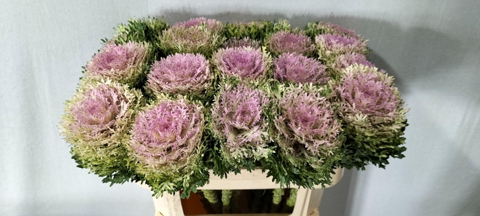 <h4>BRASS CRANE KING</h4>