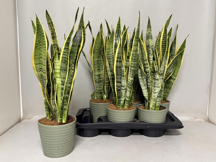 <h4>SANSEV LAURENTII</h4>