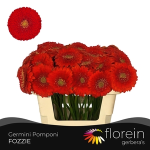GE MB POMPONI FOZZIE