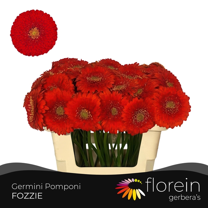 <h4>GE MB POMPONI FOZZIE</h4>