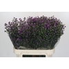 Aster Baby Pink