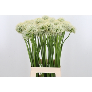 Allium Mount Everest