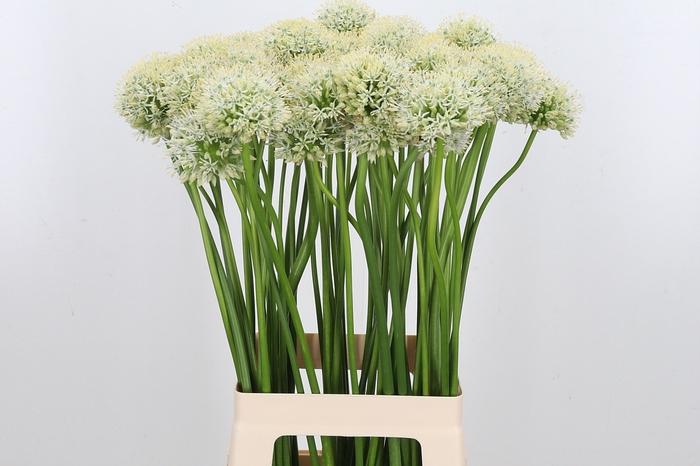 <h4>Allium Mount Everest</h4>