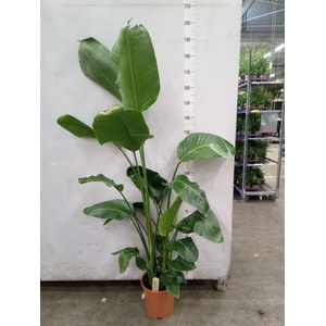 Strelitzia nicolai