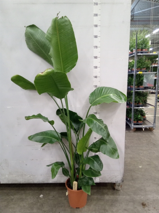 <h4>Strelitzia nicolai</h4>