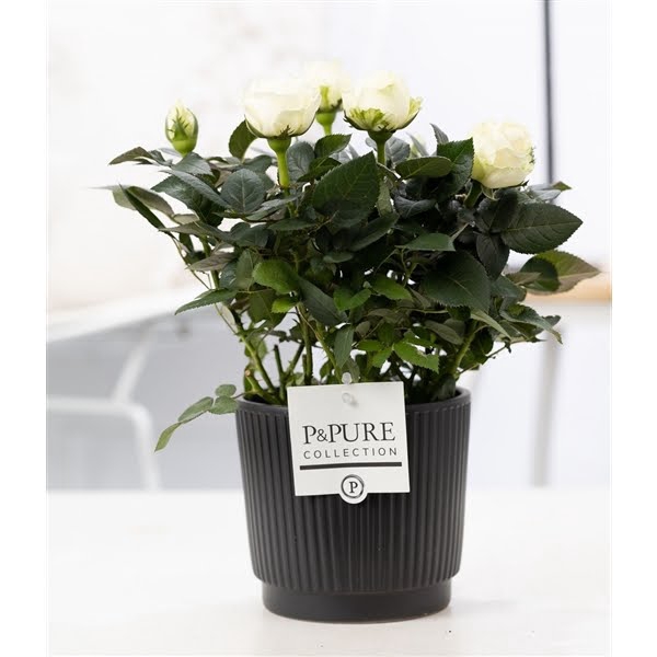 <h4>Rosa white in P&PURE Liv ceramics matt black</h4>