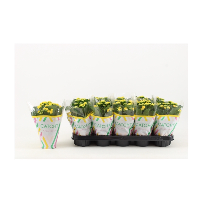 <h4>Kalanchoe Double, Catchy Season Yellow</h4>