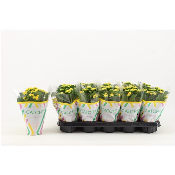 Kalanchoe Double, Catchy Season Yellow
