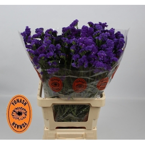 LIM S CRYST DARK BLU