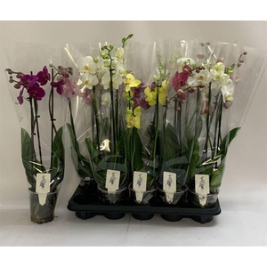 PHAL GEM