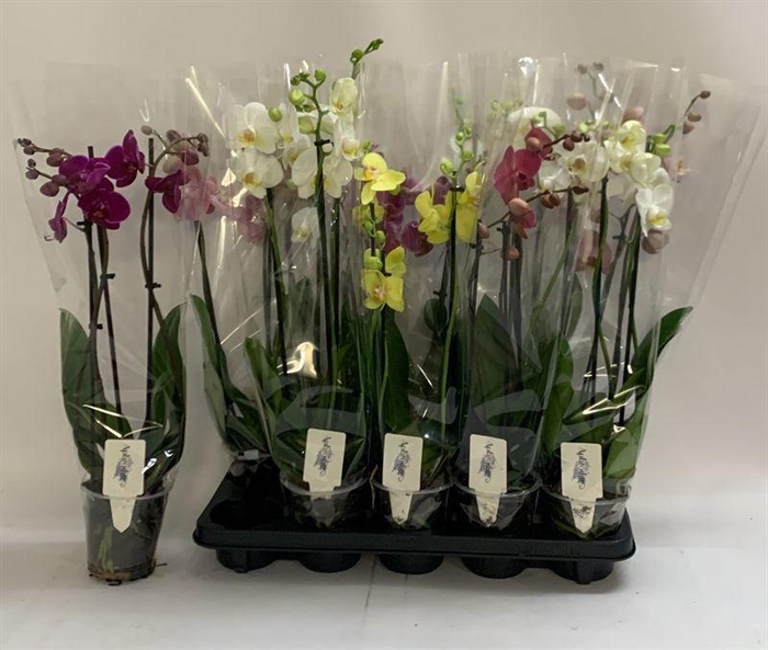 <h4>PHAL GEM</h4>