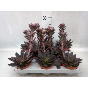 Echeveria   ...