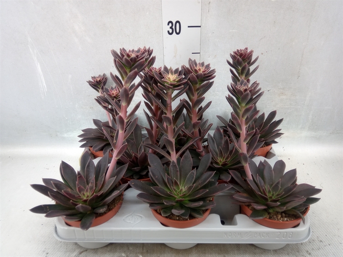 <h4>Echeveria   ...</h4>