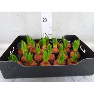 Hyacinthus orie.   ...waxed H%