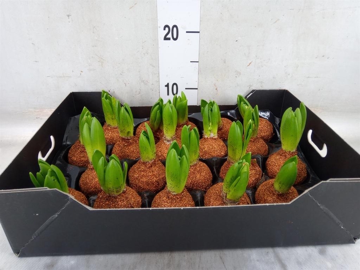 <h4>Hyacinthus orie.   ...waxed H%</h4>