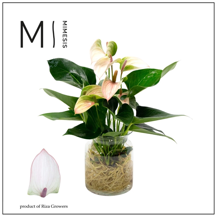 <h4>Mimesis Anthurium KARMA Pulse - Aqua di Karma Melkbus</h4>