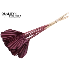 Palm Spear Heart per stem Burgundy